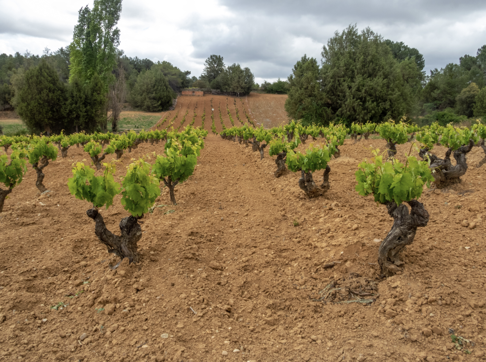 Newly planted vineyard in Ribera del Duero, Castilla y León wine region